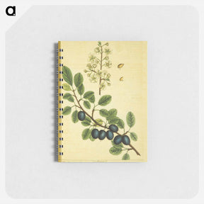 アートメモ帳-Prunus damascena
 - 国立医学図書館 Memo.