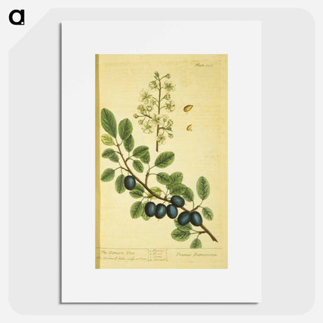 アートポスター-Prunus damascena
 - 国立医学図書館 Poster.