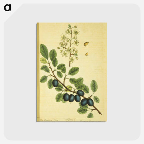 アートポストカード-Prunus damascena
 - 国立医学図書館 Postcard.