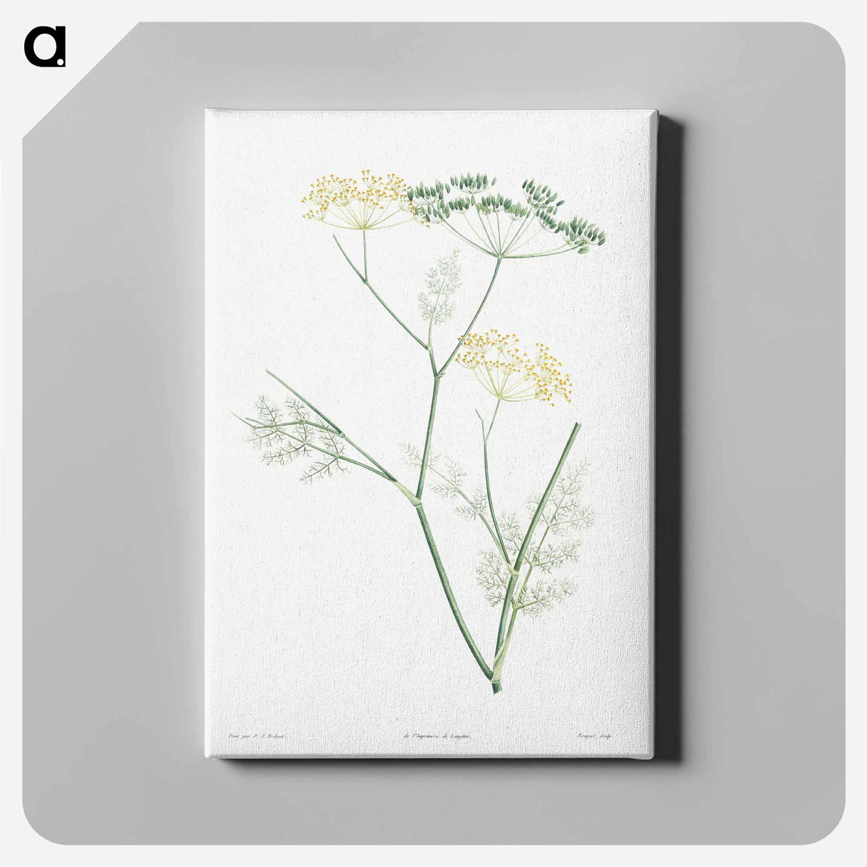 Fennel flowering plant - ピエール ジョゼフ ルドゥーテ Canvas.