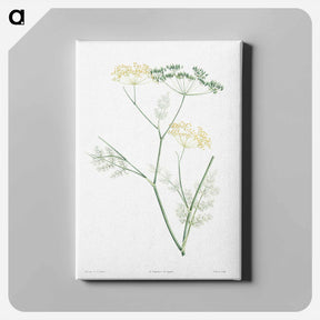 アートパネル-Fennel flowering plant - ピエール ジョゼフ ルドゥーテ Canvas.