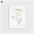アートポストカード-Fennel flowering plant - ピエール ジョゼフ ルドゥーテ Postcard.