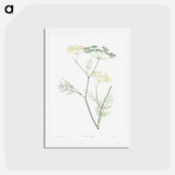 アートポストカード-Fennel flowering plant - ピエール ジョゼフ ルドゥーテ Postcard.