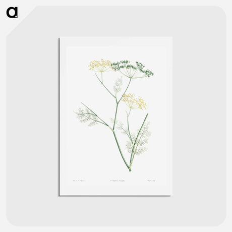 アートポストカード-Fennel flowering plant - ピエール ジョゼフ ルドゥーテ Postcard.