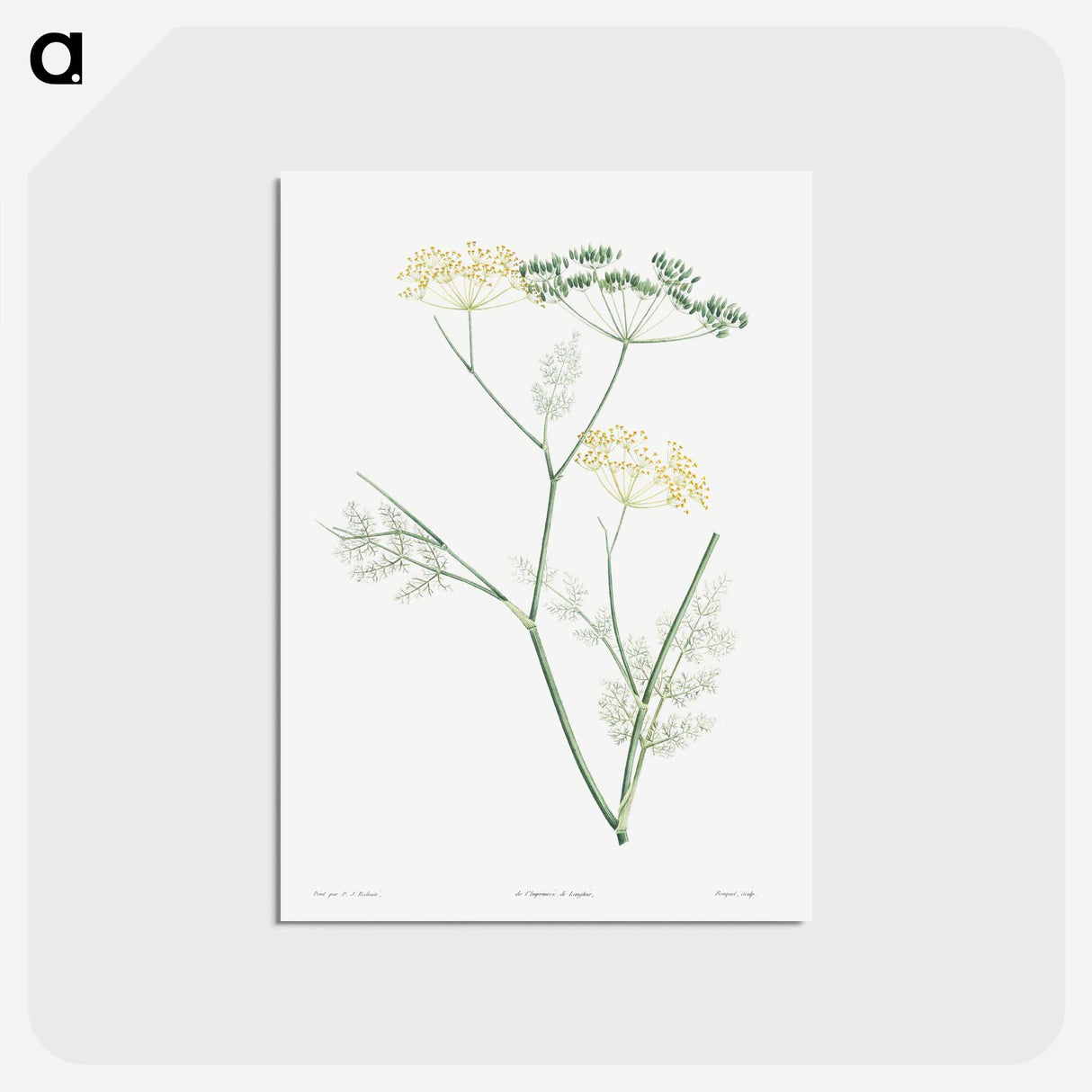 アートポストカード-Fennel flowering plant - ピエール ジョゼフ ルドゥーテ Postcard.