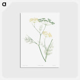 アートポストカード-Fennel flowering plant - ピエール ジョゼフ ルドゥーテ Postcard.