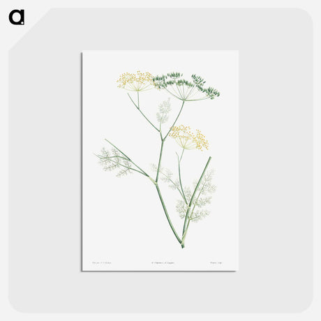 アートポストカード-Fennel flowering plant - ピエール ジョゼフ ルドゥーテ Postcard.