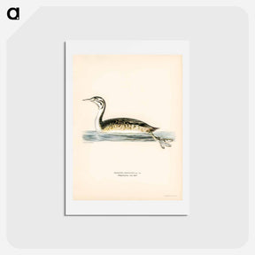 アートポストカード-Podiceps Cristatus
 - スヴェンスカ フォグラル Postcard.