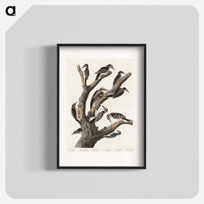 アートポスター-Maria's Woodpecker from Birds of America
 - アメリカの鳥たち Poster.