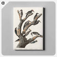 アートパネル-Maria's Woodpecker from Birds of America
 - アメリカの鳥たち Canvas.