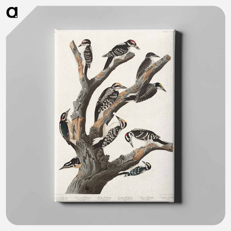 アートパネル-Maria's Woodpecker from Birds of America
 - アメリカの鳥たち Canvas.
