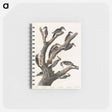 アートメモ帳-Maria's Woodpecker from Birds of America
 - アメリカの鳥たち Memo.