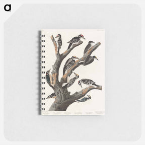 アートメモ帳-Maria's Woodpecker from Birds of America
 - アメリカの鳥たち Memo.