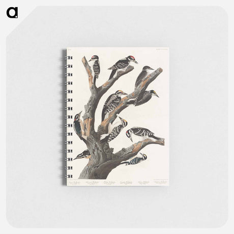 アートメモ帳-Maria's Woodpecker from Birds of America
 - アメリカの鳥たち Memo.