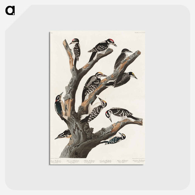 アートポストカード-Maria's Woodpecker from Birds of America
 - アメリカの鳥たち Postcard.