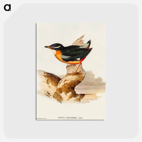 アートポストカード-Vigors Pitta
 - オーストラリアの鳥 Postcard.