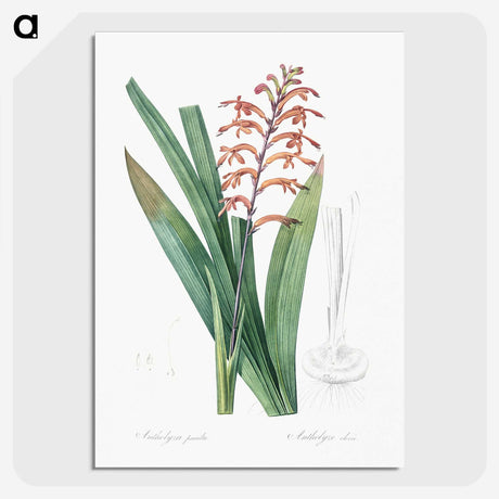 3-39_The-Lilies_picture-crop