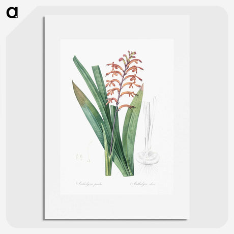 3-39_The-Lilies_picture