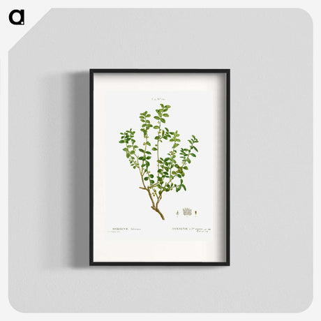 3-39_Treatise-on-Trees-and-Shrubs_blk