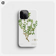 3-39_Treatise-on-Trees-and-Shrubs_phone