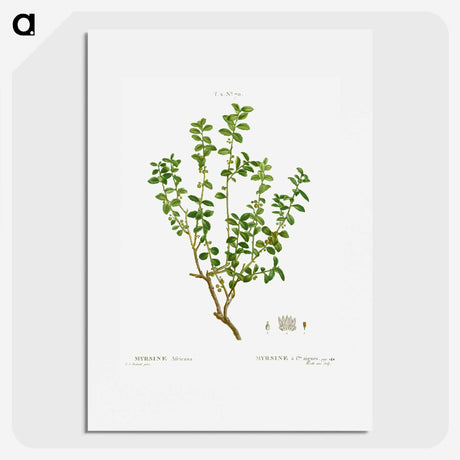 3-39_Treatise-on-Trees-and-Shrubs_picture