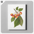 3-39_USDA-Watercolor-Fruit-Painting-Collection_canvas
