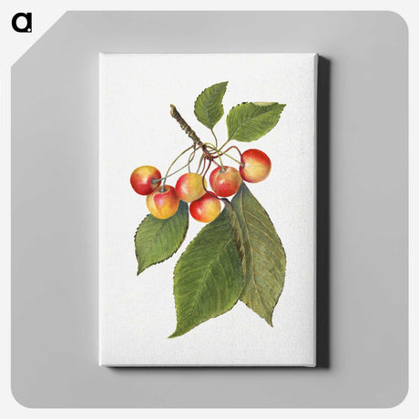3-39_USDA-Watercolor-Fruit-Painting-Collection_canvas