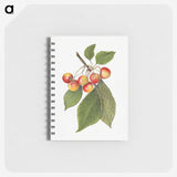 3-39_USDA-Watercolor-Fruit-Painting-Collection_memo