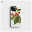 3-39_USDA-Watercolor-Fruit-Painting-Collection_phone