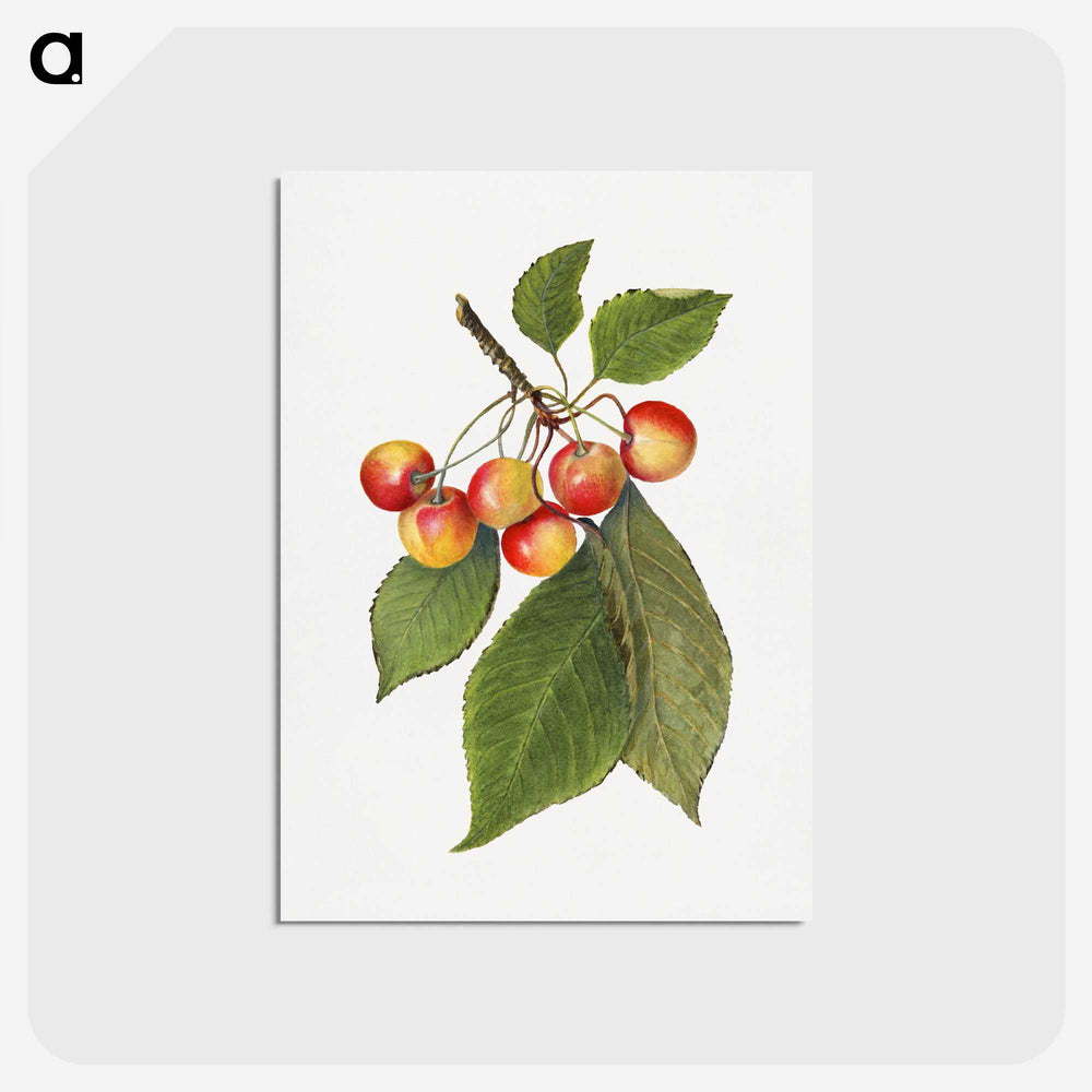 3-39_USDA-Watercolor-Fruit-Painting-Collection_postcard