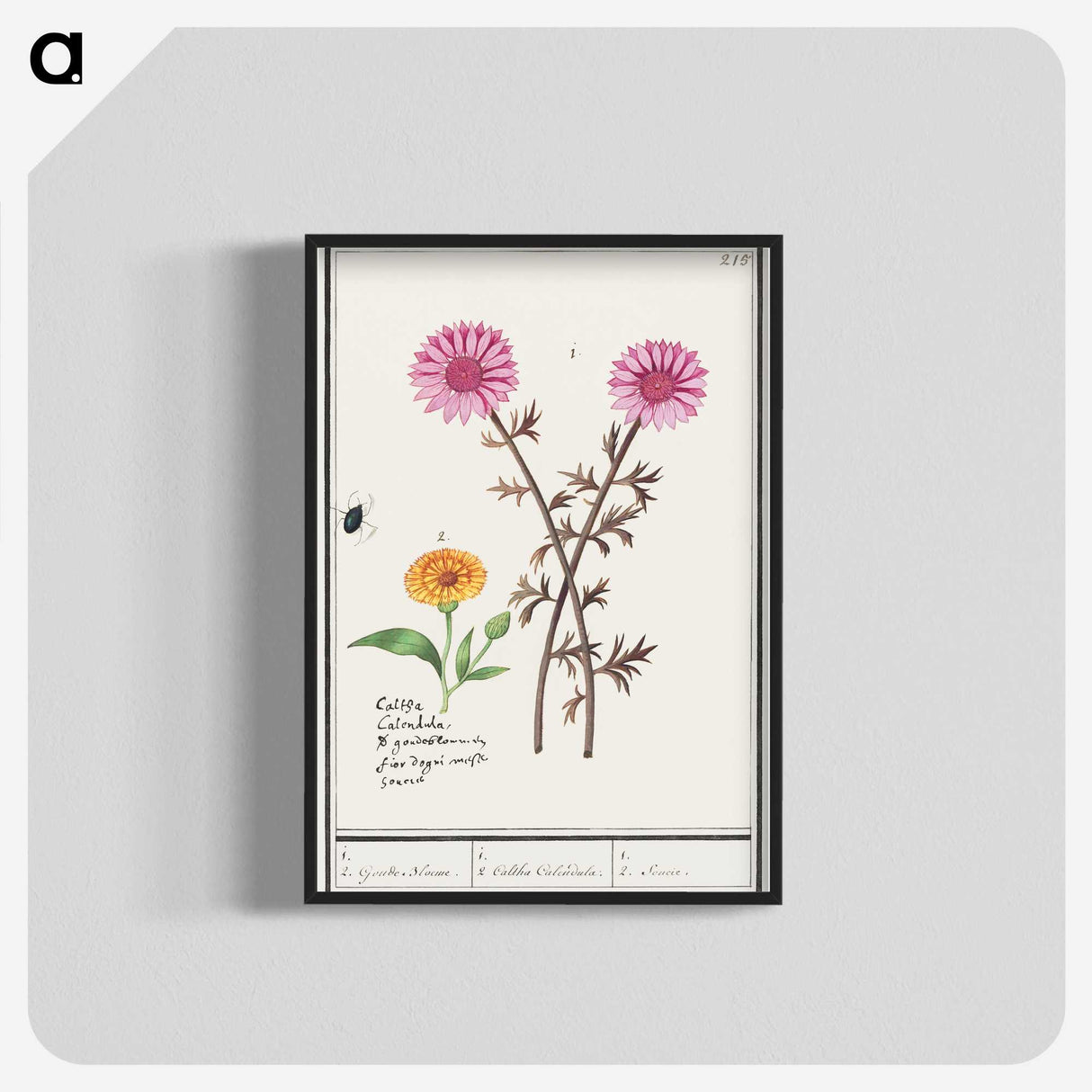 3-3_Anselmus-Boetius-de-Boodt_blk-crop