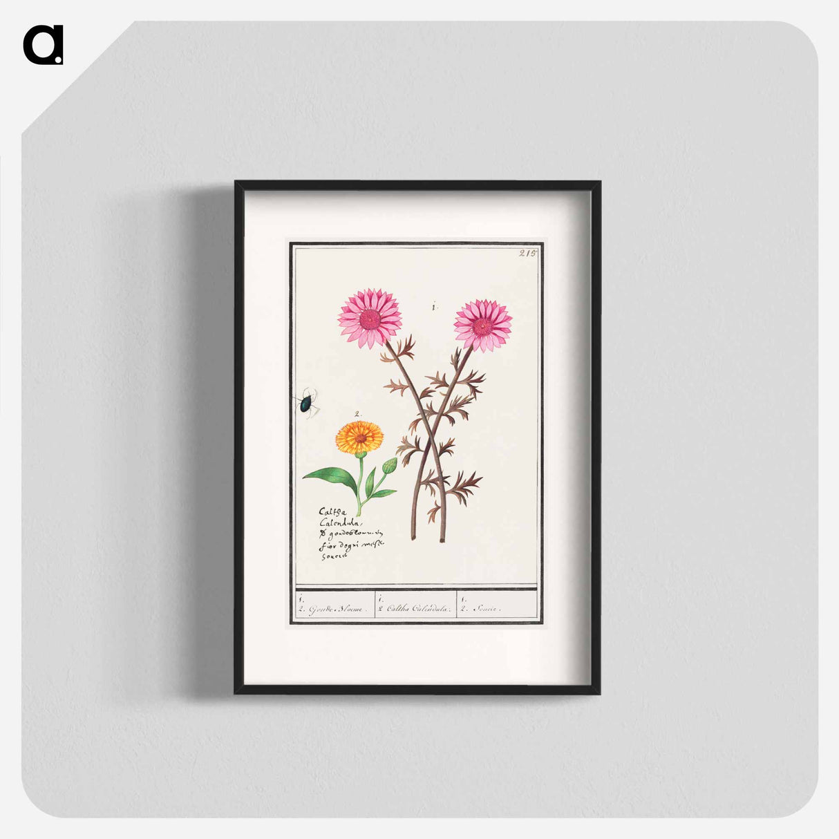 Pink flower, unknown and marigold - アンセルムス ボエティウス デ ブート Poster.