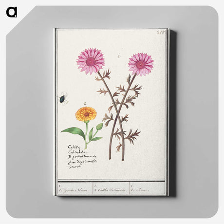 3-3_Anselmus-Boetius-de-Boodt_canvas