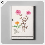 Pink flower, unknown and marigold - アンセルムス ボエティウス デ ブート Canvas.