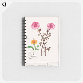 アートメモ帳-Pink flower, unknown and marigold - アンセルムス ボエティウス デ ブート Memo.