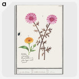 3-3_Anselmus-Boetius-de-Boodt_picture-crop