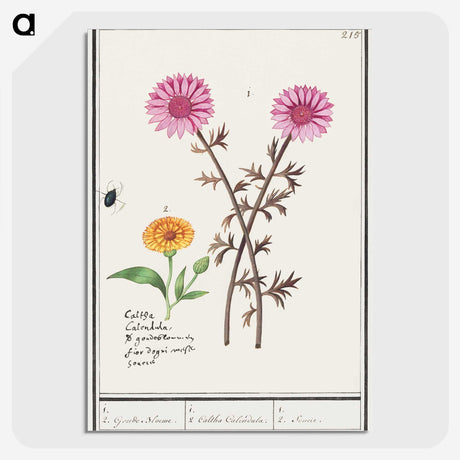 3-3_Anselmus-Boetius-de-Boodt_picture-crop
