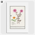 3-3_Anselmus-Boetius-de-Boodt_picture