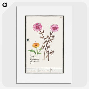 3-3_Anselmus-Boetius-de-Boodt_picture