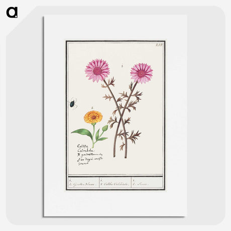 3-3_Anselmus-Boetius-de-Boodt_picture