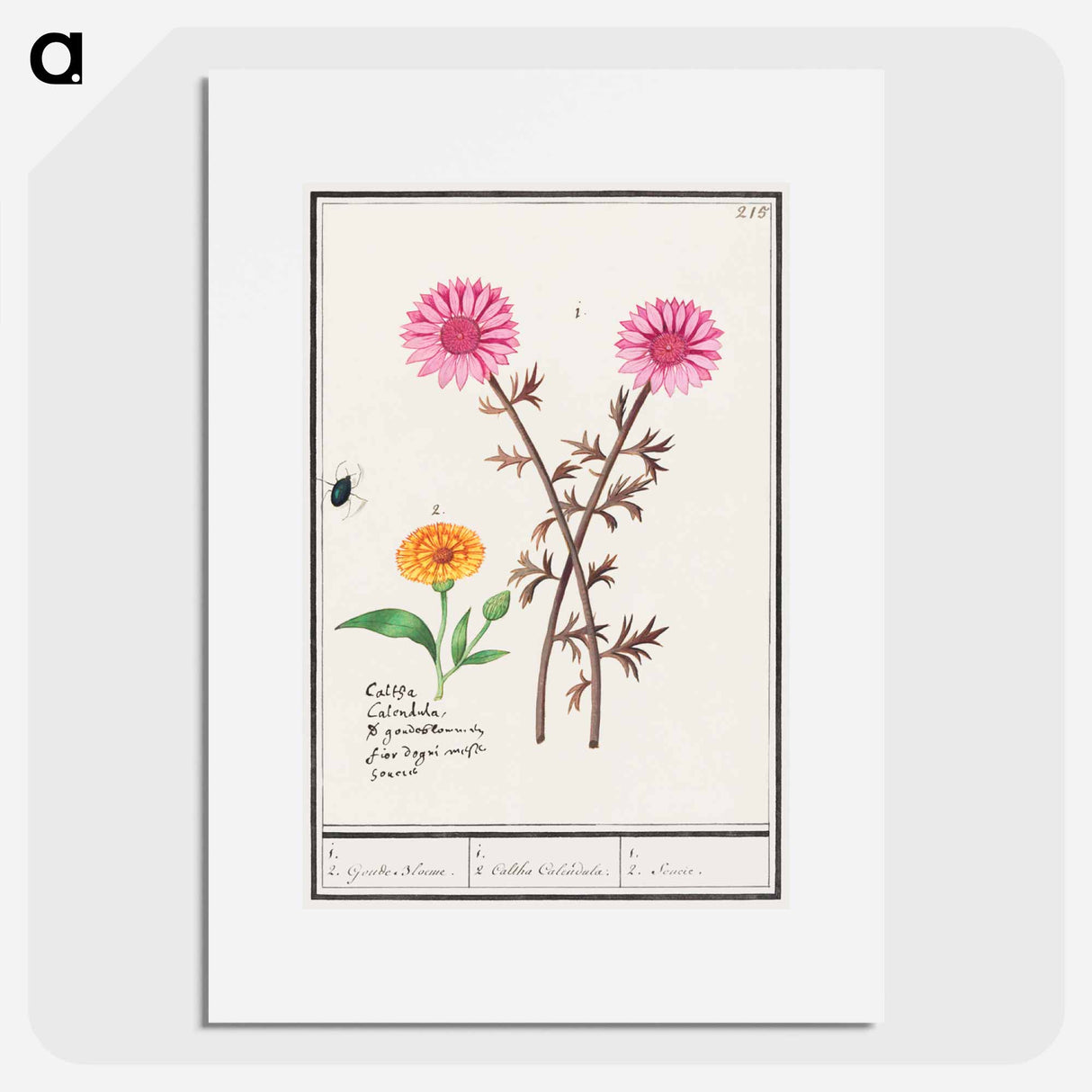 Pink flower, unknown and marigold - アンセルムス ボエティウス デ ブート Poster.