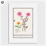 Pink flower, unknown and marigold - アンセルムス ボエティウス デ ブート Poster.