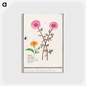 アートポストカード-Pink flower, unknown and marigold - アンセルムス ボエティウス デ ブート Postcard.