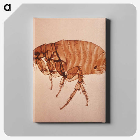 3-3_COVID-19_canvas