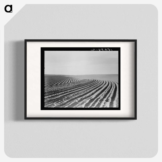 3-3_Dorothea-Lange_blk