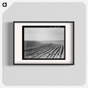 アートポスター-Contour plowing on mechanized farm of the Texas Panhandle - ドロテア ラング Poster.
