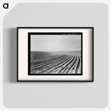 Contour plowing on mechanized farm of the Texas Panhandle - Dorothea Lange Poster.