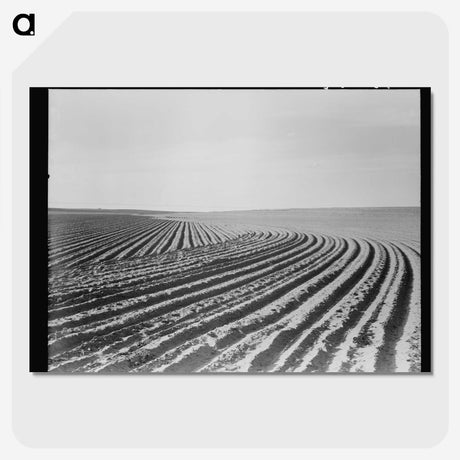 3-3_Dorothea-Lange_picture-crop