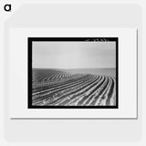 Contour plowing on mechanized farm of the Texas Panhandle - Dorothea Lange Poster.