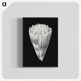 3-3_Ernst-Haeckel_blk-crop